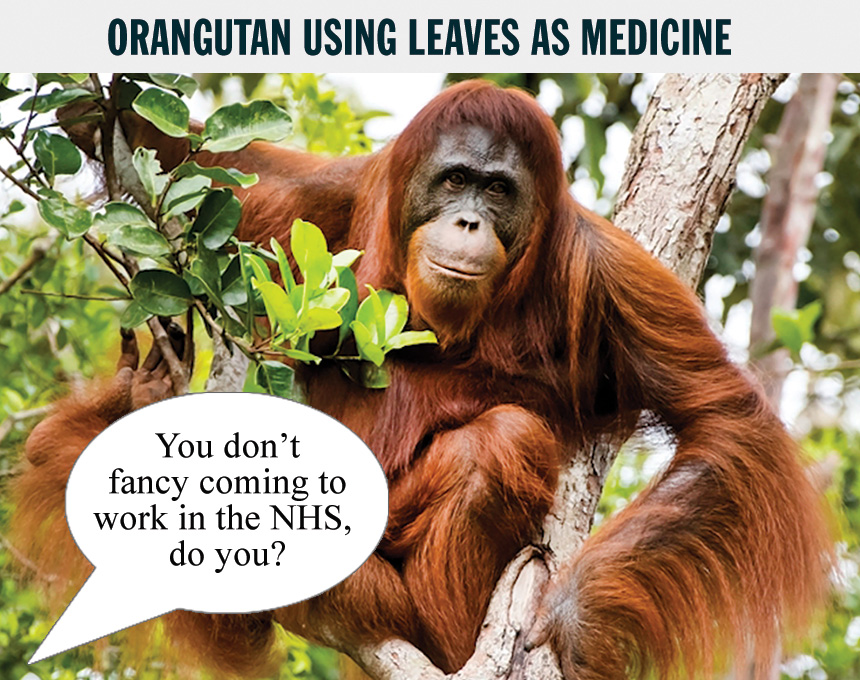 orangutan-nhs.jpg