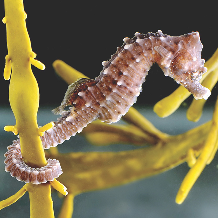 seahorse.jpg