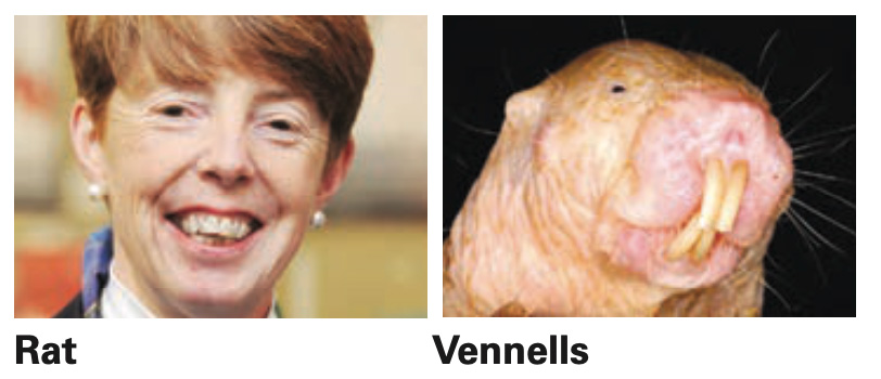 vennells-rat.jpg