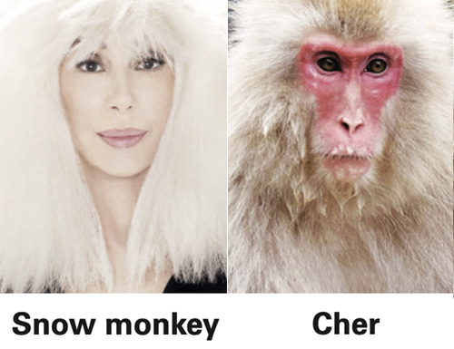 cher-monkey.jpg