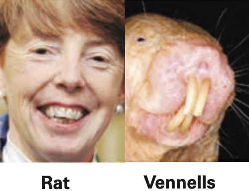 vennells-rat.jpg